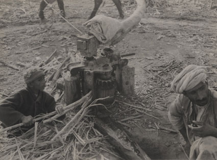 SC-MSS-50-07-Page-26-Image-1-grinding-sugar-cane