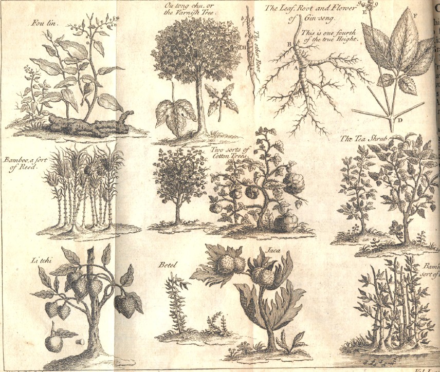 Plants in China